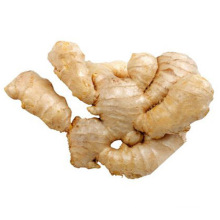 China bulk fresh mature ginger